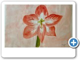 amaryllis-4