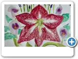 amaryllis-5
