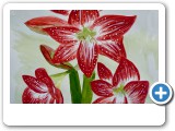 amaryllis