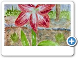 amaryllis-2