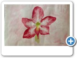 amaryllis-3