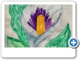 calla lily-2
