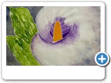 calla-lily